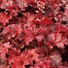 Heuchera Cajun Fire Coral Bells