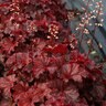 Heuchera Cajun Fire Coral Bells