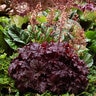 Heuchera Cajun Fire Coral Bells