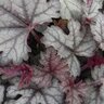 X Heucherella Cracked Ice Foamy Bells