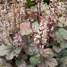 X Heucherella Cracked Ice Foamy Bells