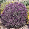Lavandula Stoechas Otto Quast Spanish Lavender 2 gal. Container