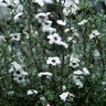 Leptospermum Scoparium Snow White New Zealand Tea Tree 5 gal. Container