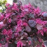 Loropetalum Chinense Color Choice Kurenai Daiou Jazz Hands Bold Proven Winners Fringe Flower 3 gal. Container