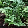 Microlepia Strigosa Lace Fern