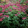 Monarda Didyma Marshalls Delight Bee Balm 1 gal. Container