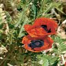 Papaver Orientale Brilliant Poppy 1 gal. Container