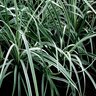 Liriope Spicata Silver Dragon Creeping Lilyturf 1 gal. Container