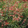 Lobelia Laxiflora Cardinal Flower SP4 Container