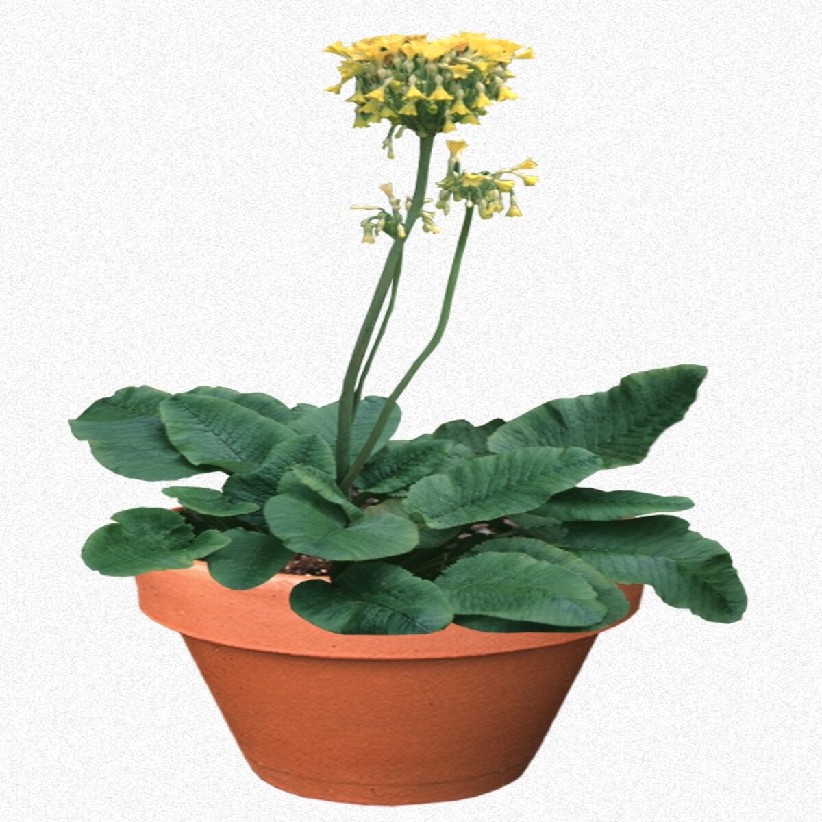 Primula Florindae Giant Cowslip | SiteOne US
