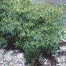 Prunus Laurocerasus Zebeliana English Laurel 7 gal. Container