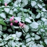 Lamium Maculatum Beacon Silver Spotted Deadnettle SP5 Container