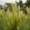Cortaderia Selloana Jet Streams Pampas Grass 3 gal. Container