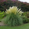 Cortaderia Selloana Jet Streams Pampas Grass 3 gal. Container