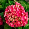 Hydrangea Macrophylla Forever & Ever Red Sensation Big Leaf Hydrangea 3 gal. Container