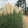 Cortaderia Selloana Jet Streams Pampas Grass 3 gal. Container