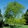 Gleditsia Triacanthos Thornless Honeylocust 3 in. Caliper Ball and Burlap