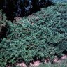 Juniperus Sabina Skandia Savin Juniper 5 gal. Container
