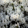 Rhododendron X Delaware Valley White Azalea 2 gal. Container