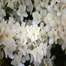 Rhododendron X Delaware Valley White Azalea 2 gal. Container
