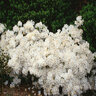 Rhododendron X Delaware Valley White Azalea 2 gal. Container