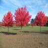 Acer Rubrum Autumn Radiance Red Maple 2.5 in. Caliper Ball and Burlap