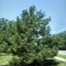 Pinus nigra Austrian Pine Pom Pom 48 in. Height Ball and Burlap