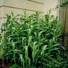 Arundo Donax Giant Reed 3 gal. Container