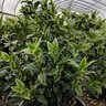 Sarcococca Hookeriana var. Humilis Sweet Box 5 gal. Container