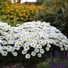 Leucanthemum X Superbum Amazing Daisies Daisy Duke Daisy May Proven Winners Shasta Daisy 1 gal. Container
