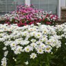 Leucanthemum X Superbum Amazing Daisies Daisy Duke Daisy May Proven Winners Shasta Daisy 1 gal. Container