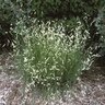 Bouteloua Gracilis Blue Grama Grass 1 gal. Container