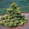 Chamaecyparis Obtusa Verdoni Hinoki Falsecypress 48 in. Height Ball and Burlap