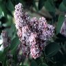 Syringa Vulgaris Lavender Lady Lilac 5 gal. Container