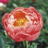 Paeonia X Coral Charm Peony 1 gal. Container