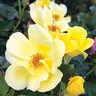 Rosa X Carefree Sunshine Shrub Rose 3 gal. Container