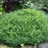 Buxus X Emerald Knoll Boxwood 3 gal. Container