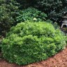 Buxus X Emerald Knoll Boxwood 3 gal. Container