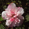 Hibiscus Syriacus Peppermint Smoothie Rose of Sharon 3 gal. Container