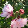 Hibiscus Syriacus Peppermint Smoothie Rose of Sharon 3 gal. Container
