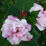 Hibiscus Syriacus Peppermint Smoothie Rose of Sharon 3 gal. Container