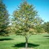Tilia Cordata Baileyi Shamrock Little Leaf Linden 2.5 in. Caliper Ball and Burlap