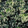 Trachelospermum Jasminoides Star Jasmine 3 gal. Container