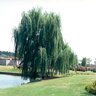 Salix Babylonica Weeping Willow 2 in. Caliper Ball and Burlap