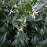 Sarcococca Hookeriana Himalayan Wonders var. Humilis Sarsid 2 Fragrant Mountain Sweet Box 2 gal. Container