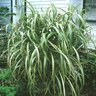 Miscanthus Sinensis Cabaret Maiden Grass 3 gal. Container