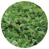 Kurapia Sod Natural Utility Groundcover (per sq. ft.)