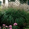 Miscanthus Sinensis Purpurascens Flame Grass 5 gal. Container