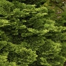 Chamaecyparis Obtusa Tempelhof Hinoki Falsecypress 30 in. Height Ball and Burlap