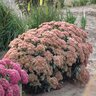 Sedum Spectabile Autumn Fire Sedum 1 gal. Container